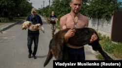 Затопленыя і зьнясіленыя. Як ратуюць хатніх жывёл у Херсоне. ФОТАГАЛЕРЭЯ