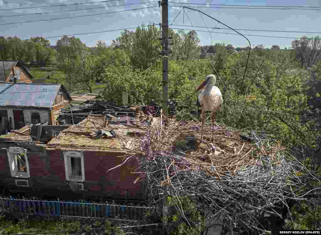 На здымку, зробленым з дапамогай бесьпілётніка, бачна гняздо бусла насупраць раней пашкоджанага абстрэлам з Расеі будынка ў пасёлку Золачаў Харкаўскай вобласьці Ўкраіны.