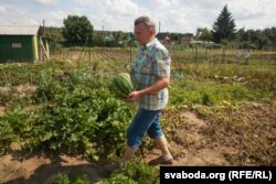 …і на звычайных градках на захадзе Беларусі. На фота: гарадзенец Мікола Таранда, які сёлета вырасьціў два дзясяткі кавуноў на лецішчы за горадам у вёсцы Пагараны