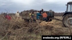 Пагрузка адабраных саджанцаў