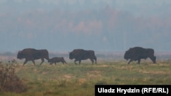 Зубры ў Белавескай пушчы, архіўнае фота