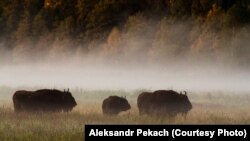 Зубар, Белавеская пушча. Фота: Аляксандар Пекач