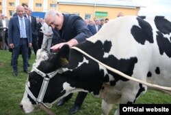 Ілюстрацыйнае фота. Карова, якую падарылі Лукашэнку, калі ён наведаў фэрму сельгаспрадпрыемства «Савушкіна» ў Маларыцкім раёне на Берасьцейшчыне, 2016 год