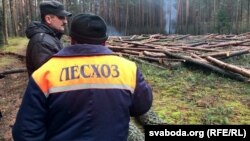 Супрацоўнікі аднаго зь лясгасаў у Берасьцейскай вобласьці. Ілюстрацыйнае фота