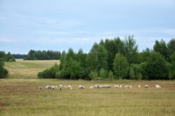 Кароўчынскі краявід з статкам гуляшоўскіх авечак, ліпень 2019 году