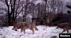 Воўк у 30-кілямэтровай зоне адсяленьня. Ілюстрацыйнае фота