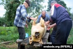 Большых сьвіней колюць, бо баяцца, што захварэюць