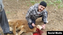 Uzbekistan - sheep for sacrifice, 6 October 2014