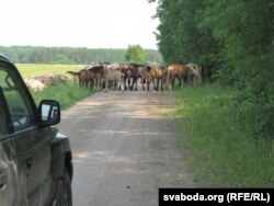 Паміж Рачкянамі і Кушлянамі