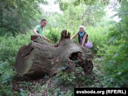 Магчыма, гэта і ёсьць рэшткі славутага дубу Міцкевіча.