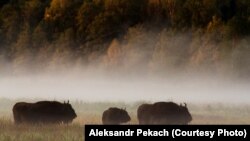 Зубры ў Белавескай пушчы. Фота: Аляксандар Пекач