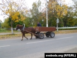 Зэка на возе ў Івацэвічах можна сустрэць проста ў горадзе