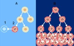 Калі звычайныя клеткі моцна пашкоджваюцца, яны паміраюць. Ракавыя клеткі здольныя да амаль неабмежаванага множаньня, і іх вельмі цяжка забіць