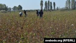 Баваўняныя плянтацыі пад Самаркандам