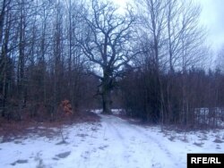 Дуб на месцы сядзібы Лявіцкіх у Карпілаўцы