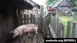 Пэнсіянэры Кляўчэні адну сьвіньню закалолі, меншую пакуль шкадуюць