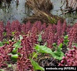 Ластаўка надзеі — гадоў празь дзесяць пасьля першай мэліярацыі паўстаў зь небыцьця ды пачаў разрастацца белакапытнік гібрыдны — прыкрынічны лек-чырванакніжнік, які ў народзе называюць цар-травой, а поймавая мясьціна набыла статус «асабліва ахоўнай прыроднай тэрыторыі» (80-я гады). Цьвіце белакапытнік. 11 красавіка 2010. Аўтарская хроніка