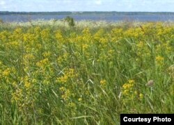 Востраў Сьвятла паказвае нам сваю прыгажосьць