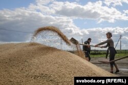 Нарыхтоўка зерня ў адным зь сельскагаспадарчых прадпрыемстваў Беларусі. Архіўнае фота