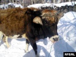 Яке аз хонаводаҳо дар Ишкошим гови худро фурӯхт ва саҳмияи "Роғун"-ро харид.