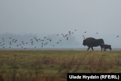 Белавеская пушча