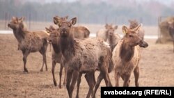 Belarus - Siberian deer farm, Hrodna region, 30mar2018 