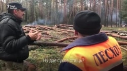 Барацьба з караедам ці незаконныя высечкі? Вяскоўцы змагаюцца супраць вынішчэньня лесу