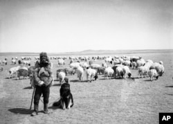 Малады мангольскі пастух са сваім сабакам і статкам у 1930-я