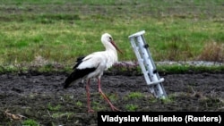 Бусел побач з часткай ракеты, запушчанай расейскім войскам па Кіеўскай вобласьці, 19 красавіка 2023