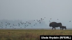 Зубры, ілюстрацыйнае фота 